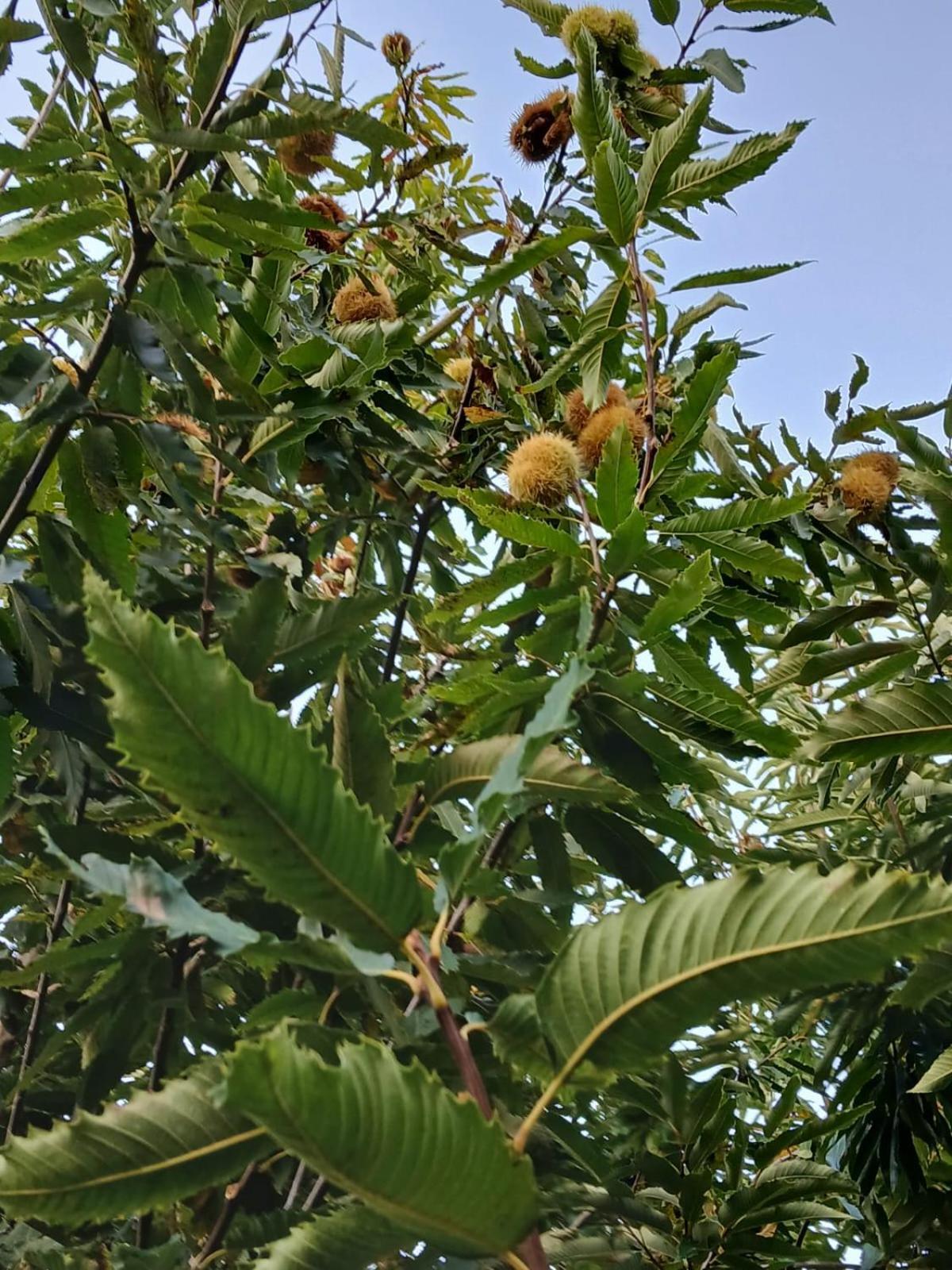 Terra Vitale Cava De' Tirreni Ngoại thất bức ảnh